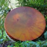 Shaman Drum Peach 1912 - Image 3