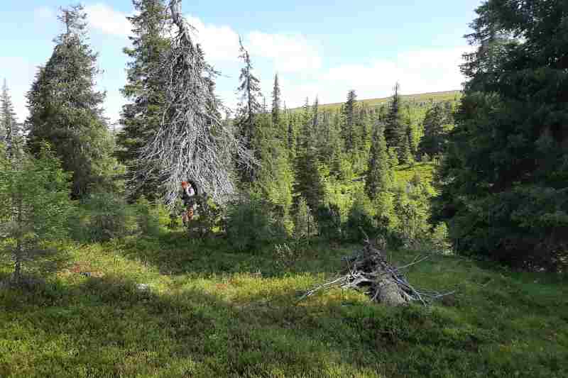 luonnonsuojelu-ikimetsa-Tulppio