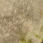 Shaman Drum Blanco 1879 - Image 3