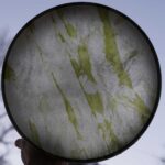 Shamaanirumpu Heinä 1884 - Image 3