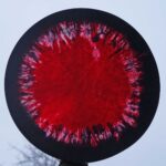 Shaman Drum Roar 417 - Image 3