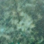 Shamaanirumpu Viherpeippo 2438 - Image 5