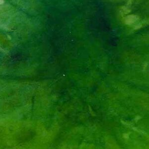 Vihreä 157 - Pulveripetsi Clou nahan värjäykseen