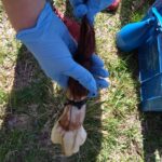 Keltainen 152- Pulveripetsi Clou nahan värjäykseen - Image 7