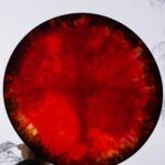 Shamaanirumpu Muodonmuuttaja 2520 - Image 5