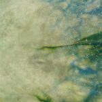 Shamaanirumpu Metsätanssi 2534 - Image 5