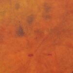 Shamaanirumpu Ukon kipinä 2398 - Image 4