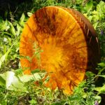 Shaman Drum Valokki 2464 - Image 2