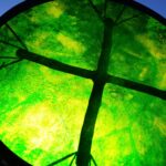 Shaman Drum Forest Whisper 2676 - Image 2