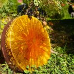 Shaman Drum Sammon taru 2462