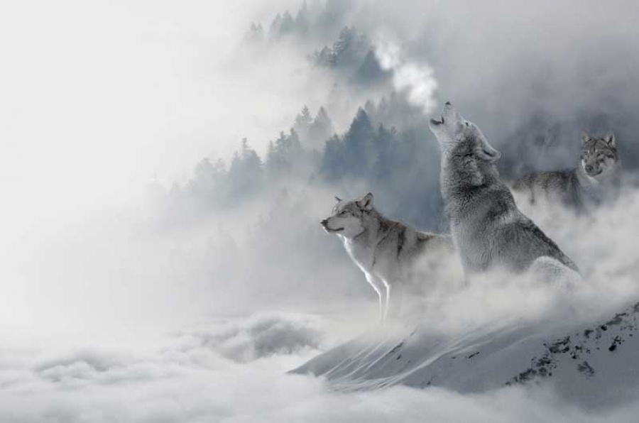 Wolf power animal